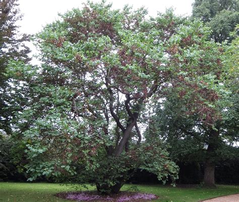 Judas Tree - Tree Guide UK Judas Tree identification