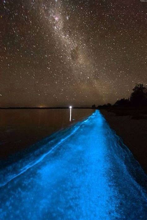 The Travel Bucket List: Part 4 | Places | Bioluminescent bay ...