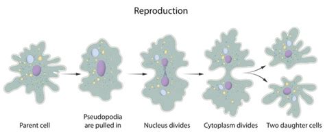 336개의 Amoeba reproduction 이미지, 스톡 사진, 3D 오브젝트, 벡터 | Shutterstock