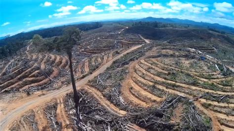 Drone Footage Shows the Sheer Scope of Deforestation for Palm Oil in Indonesia