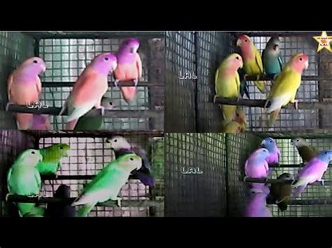 A colour full love birds in cage singing chirping | Many color love birds video !! - YouTube