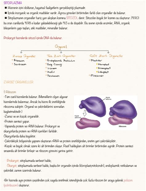 Sitoplazma, Hücre Ve Organelleri - Notability Gallery