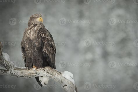 White-tailed Eagle 729938 Stock Photo at Vecteezy