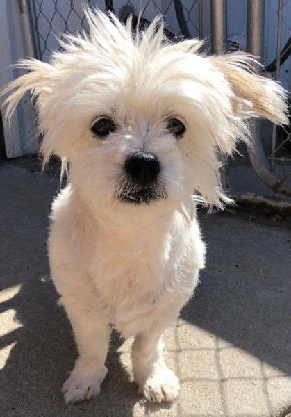 Shih Tzu and Maltese mixed Rescue Dog for Adoption in Hastings, Nebraska - Chloe in Hastings ...