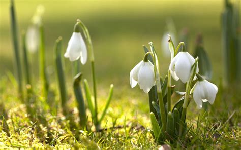 spring nature snowdrops white flowers wallpaper and background Spring Flowers Wallpaper, Flower ...