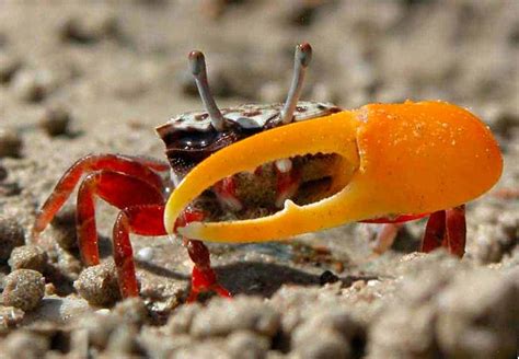 How to Catch Fiddler Crabs - Hunting Note