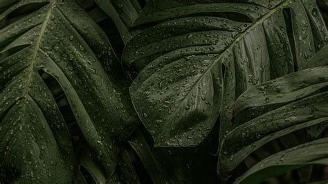 Desktop Wallpaper Monstera Images | Free Photos, PNG Stickers, Wallpapers & Backgrounds - rawpixel