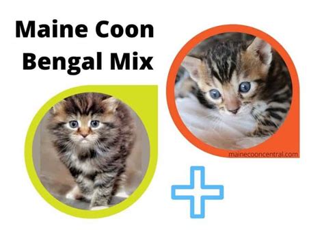 Maine Coon Bengal Mix: A Complete Guide – Maine Coon Central