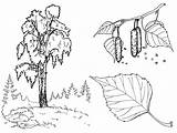 Coloring Page  Birch Tree sketch template