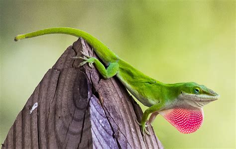 Green Anole Free Stock Photo - Public Domain Pictures