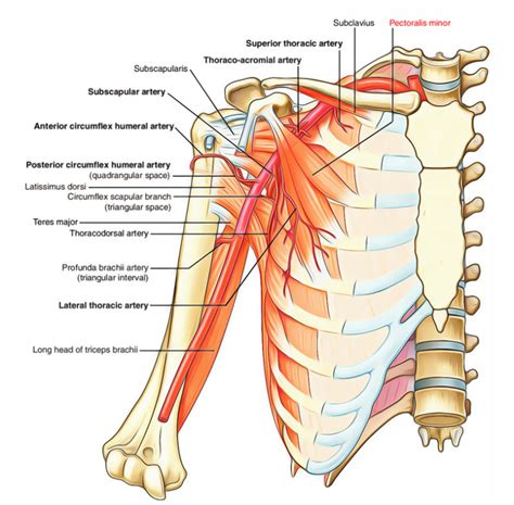 Pectoral Region Muscles Anatomy – Earth's Lab