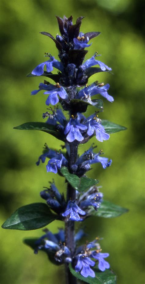 Woodland Spring Wild Flower Walk - Friends of Bourne Woods