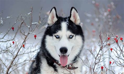 12 Common Siberian Husky Health Problems and Concerns - A-Z Animals