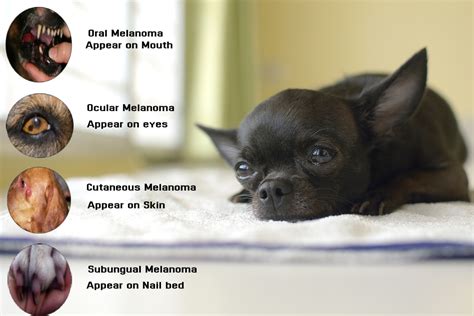 What Is Melanoma in Dogs and How To Treat It? - CanadaPetCare Blog