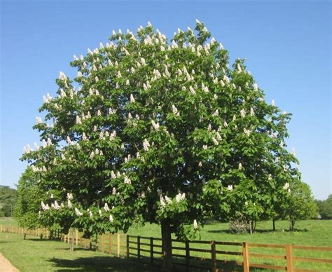 Two Horse Chestnuts - Tree Guide UK