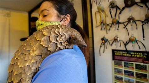 Pangolin patrol: Volunteer team rescues endangered animals – MyStateline.com