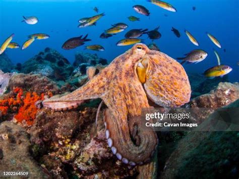 Octopus Underwater Photos and Premium High Res Pictures - Getty Images