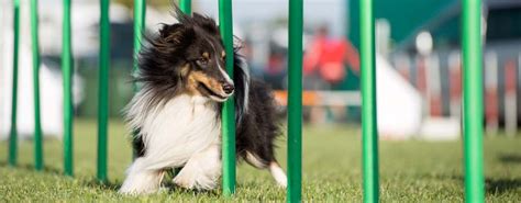 15 Best Dog Agility Equipment Kits in 2023 (For Beginners and Advanced)