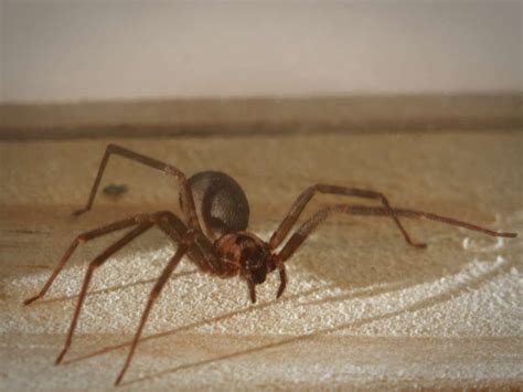 Brown recluse spider bite - baseballgulu