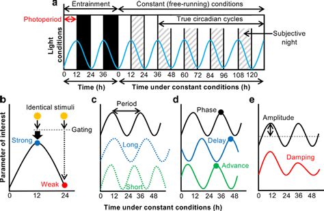 Experimental investigation of circadian rhythms. a) Cycles of light and... | Download Scientific ...