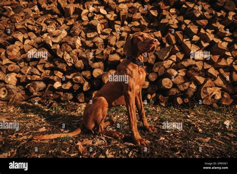 Golden rust vizsla hi-res stock photography and images - Alamy