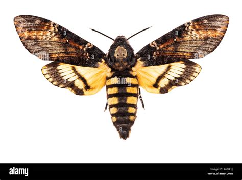 Dorsal view of moth Cut Out Stock Images & Pictures - Alamy