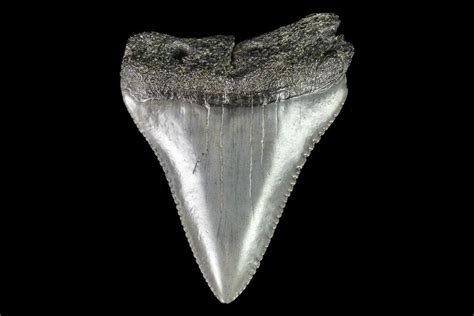 Serrated, 2.24" Fossil Great White Shark Tooth (#76454) For Sale - FossilEra.com