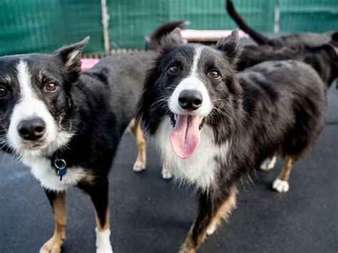 3 Easy Steps to Follow in Grooming a Border Collie | UK Pets