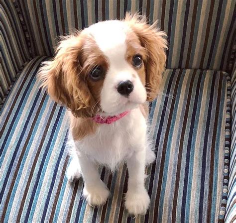 Cavalier King Charles Spaniel Puppies For Sale | Florida 434, FL #308320