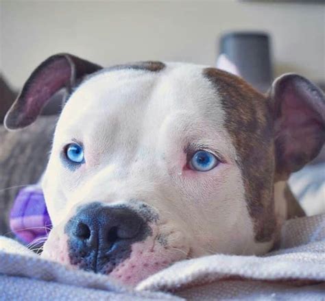 Dogs with Blue Eyes: the Full Guide – The Better Dog Life