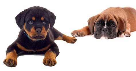 Rottweiler Boxer Mix - Your Guide To The Boxweiler