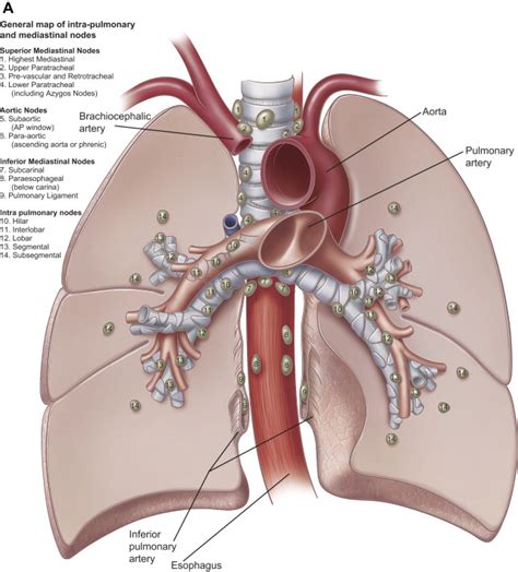 Bronchial Arteries and Lymphatics of the Lung - Thoracic Surgery Clinics