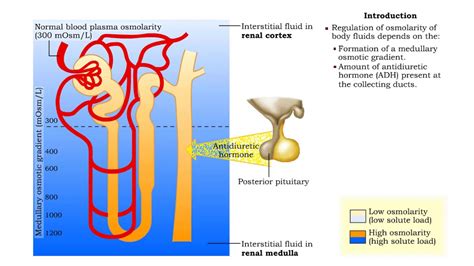 Medullary osmotic gradient - influencing factors - YouTube