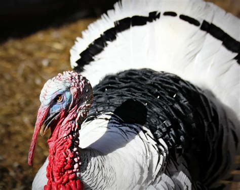 11 11 Turkey Breeds You NEED to Know About if You Plan to Raise Turkeys You NEED to Know About ...