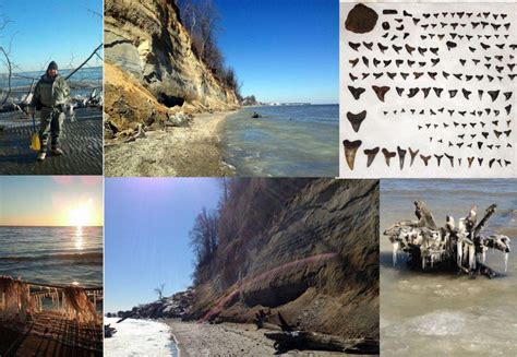 Calvert Cliffs Feb 28th 2014 - Members Gallery - The Fossil Forum