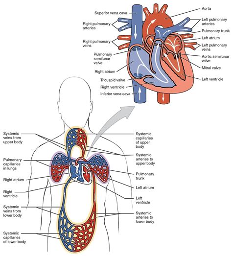 Blood Circulation In Heart Flowchart in 14 Steps