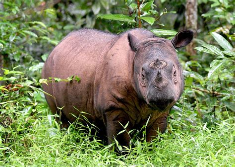 Malaysia's Last Known Male Sumatran Rhino Has Died | TIME