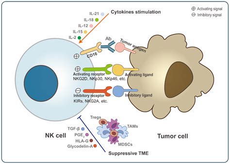 Cancers | Free Full-Text | Natural Killer Cells: A Promising Kit in the ...