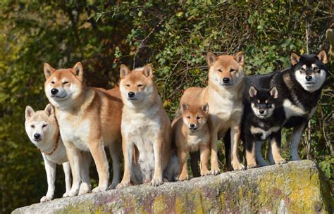 Shiba Inu Vs Akita: What Are The Main Differences Between The Two ...