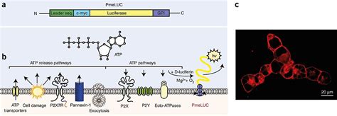 Luciferase - advantages & applications - Lubio Blog