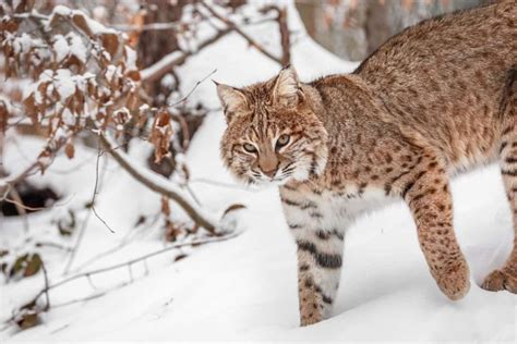 Bobcat Adaptations: How These Wild Cats Survive and Thrive