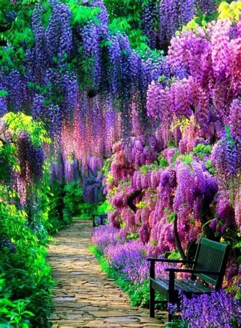 Wisteria - a rainbow waterfall of bright colors and flowers in your ...