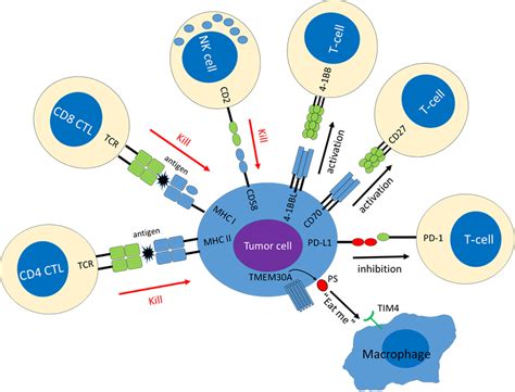 [PDF] The Immunology of DLBCL | Semantic Scholar