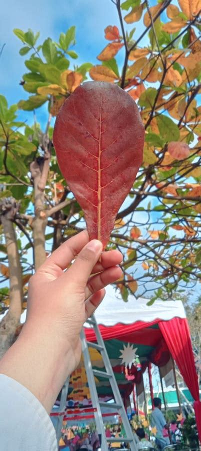 Beautiful Falling Leaves that are Aesthetic Stock Image - Image of leaves, aesthetic: 268782911