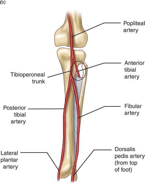 Popliteal Anatomy Definition - Anatomical Charts & Posters