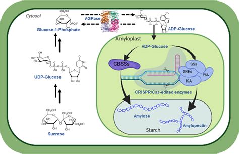 Illustration of the steps in starch biosynthetic pathway, edited with ...