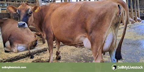 80 Jersey Dairy, Breeding Cows | SellMyLivestock - The Online Livestock Marketplace