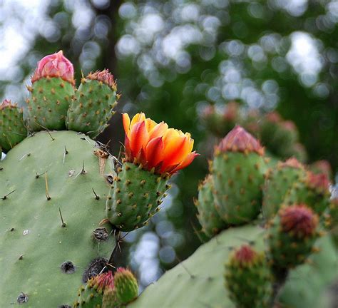 Image of the day: 624 - 8th - Orange cactus flower