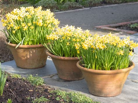 Spring bulbs in containers: choosing & growing - The English Garden