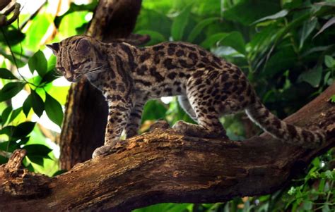 Margay l Remarkable Adaptation - Our Breathing Planet